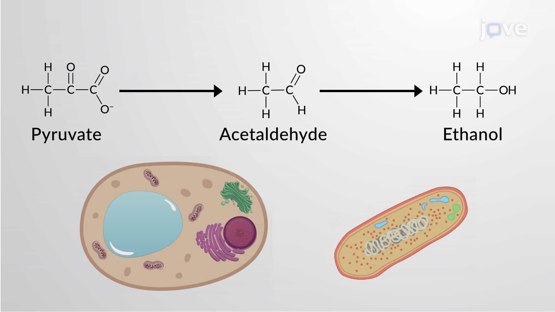 Anaerobic Respiration: Lactic Acid Fermentation