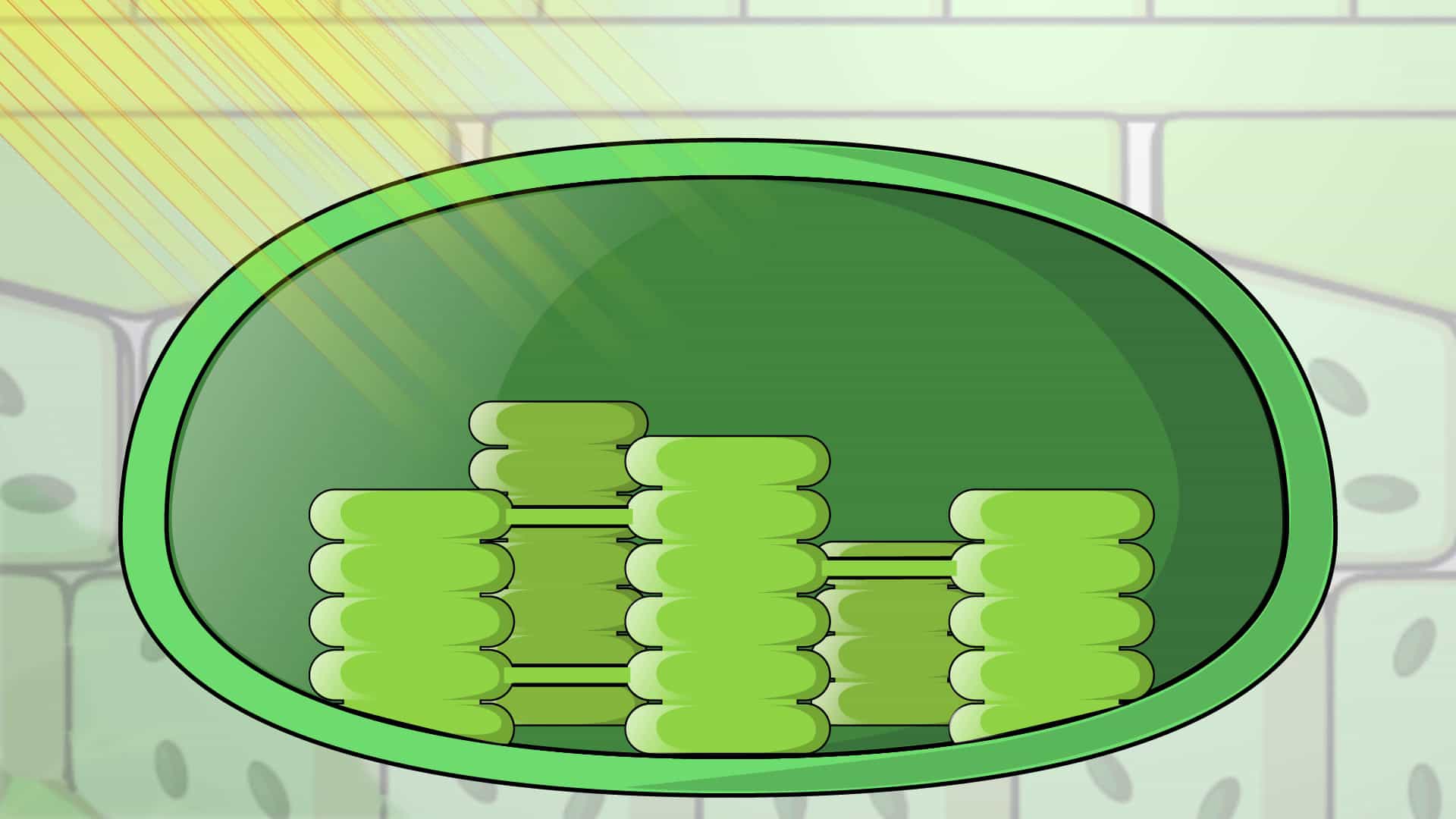 Anatomy of Chloroplasts and Thylakoids