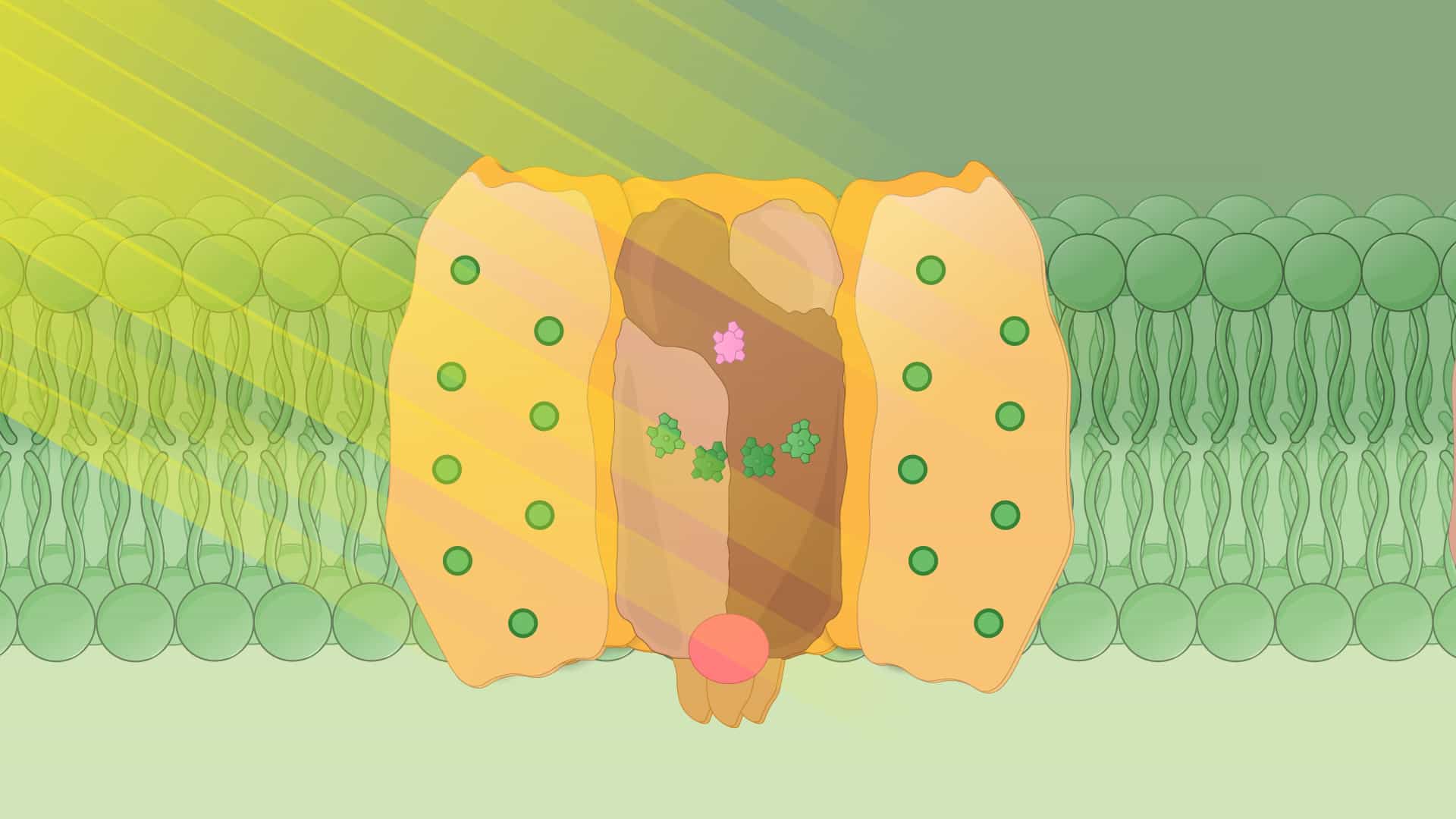 Photosynthesis: P680 and Photosystem II