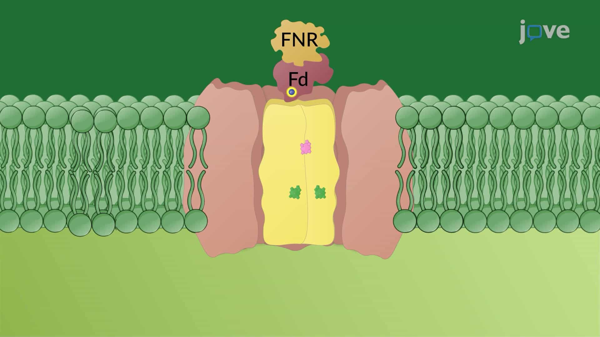 Photosynthesis: P700 and Photosystem I
