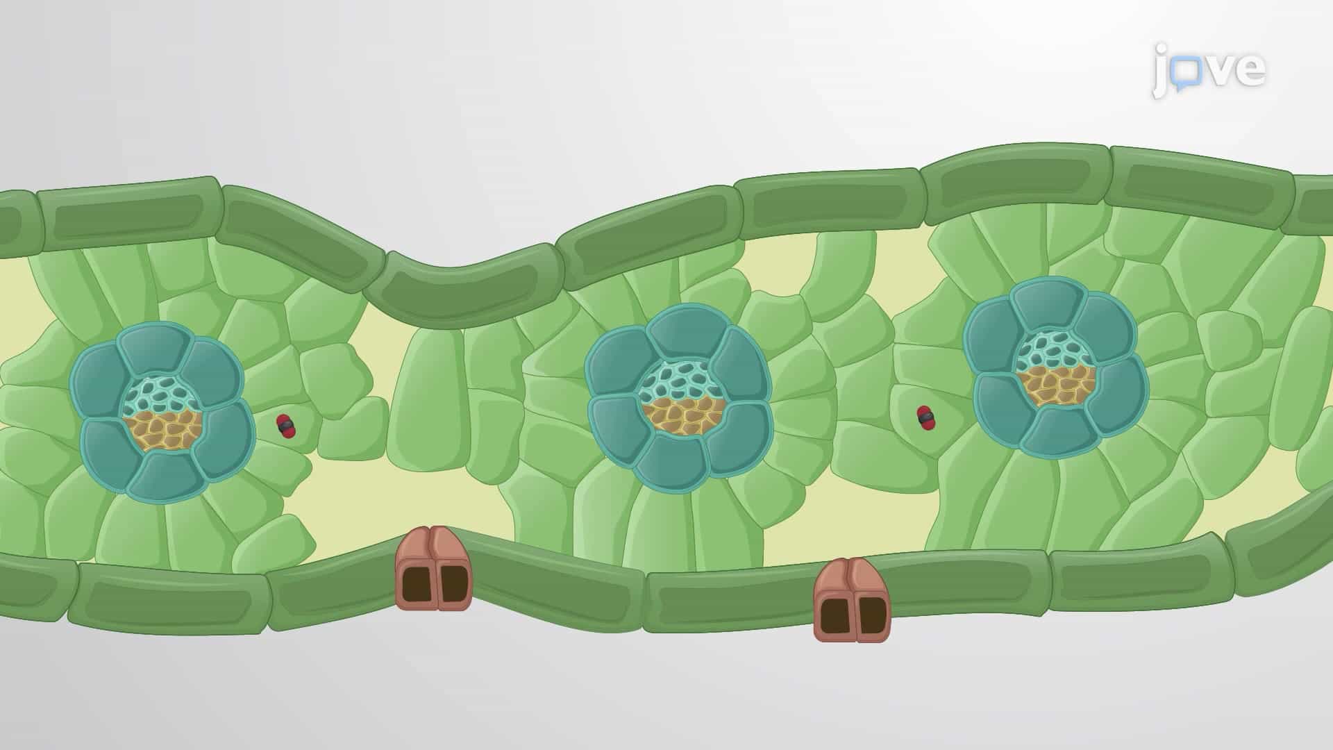 C4 Pathway and CAM in Plants