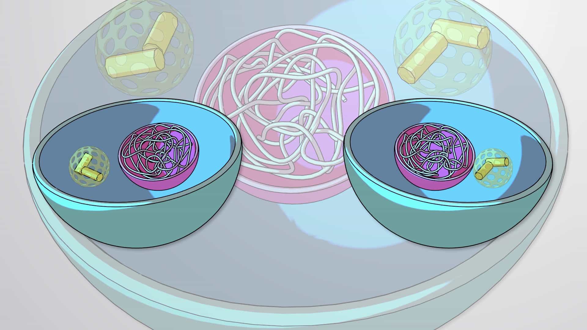 Cell Division: Mitosis and Cytokinesis