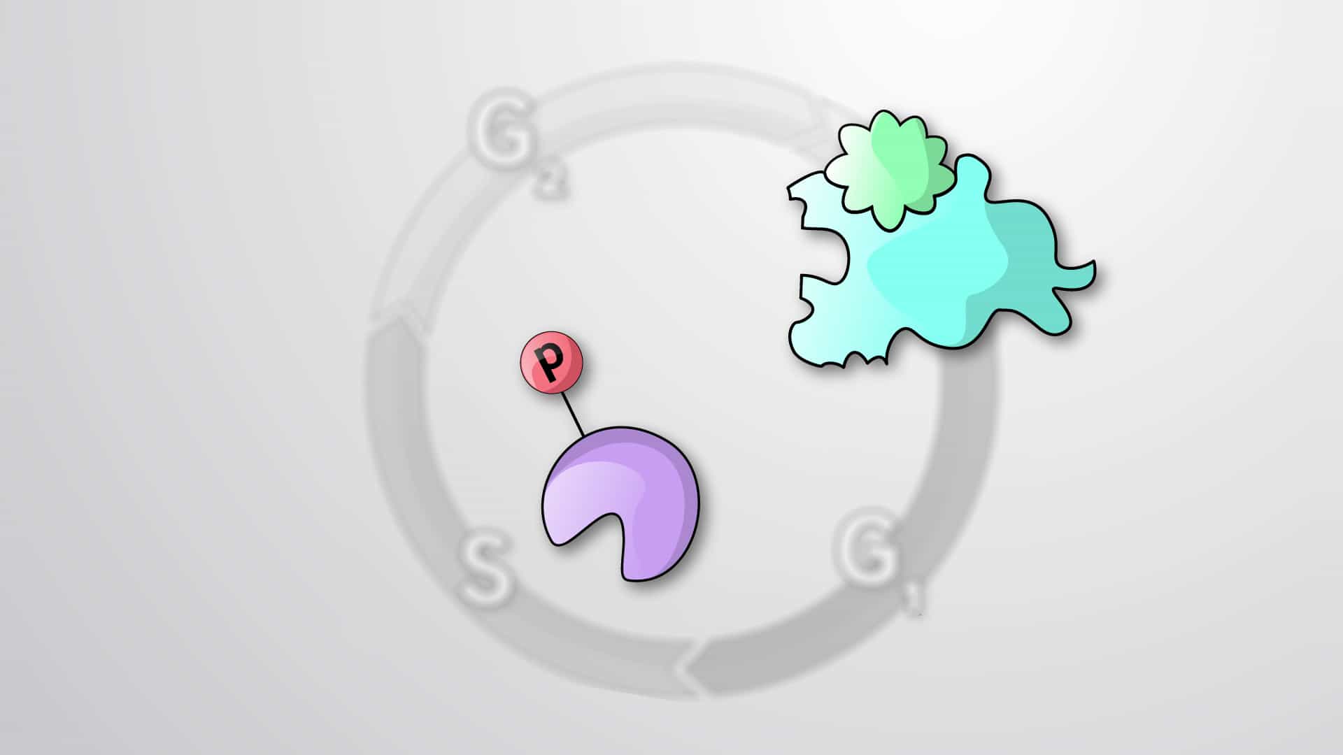 Positive Regulators of Cell Cycle: Cyclins and Cdks