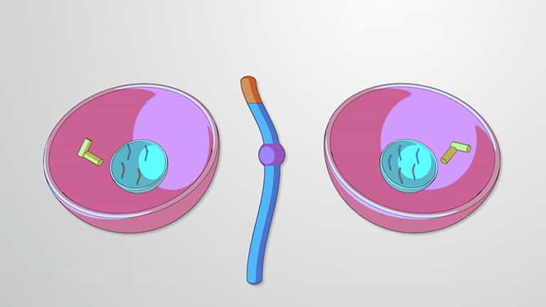 Meiosis, Haploid Cells and Gametes