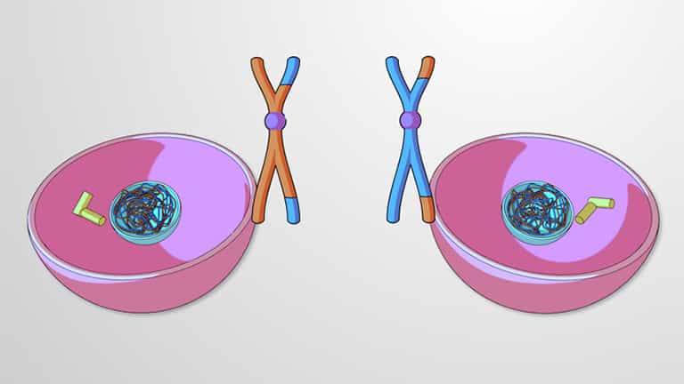 Meiosis I and Crossing Over