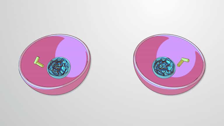 Meiosis II and Gamete Formation