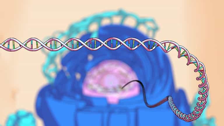 Chromatin Packaging: Histones and Nucleosomes