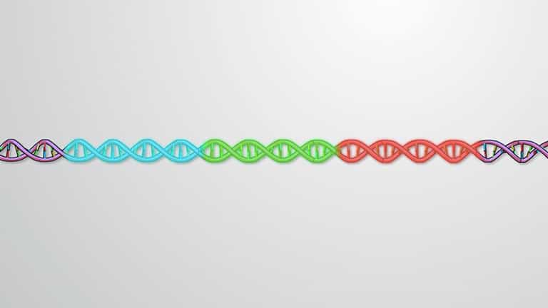 Organization of Genes: Introns, Exons &amp; Regulatory Elements