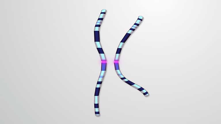 Chromosome Structure and Karyotyping