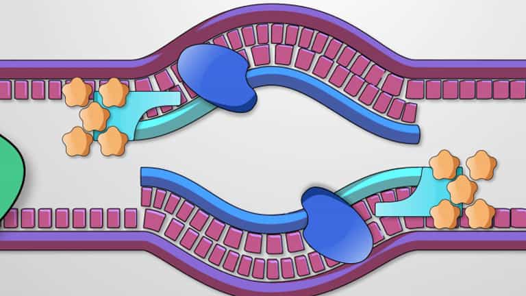 DNA Replication in Prokaryotes