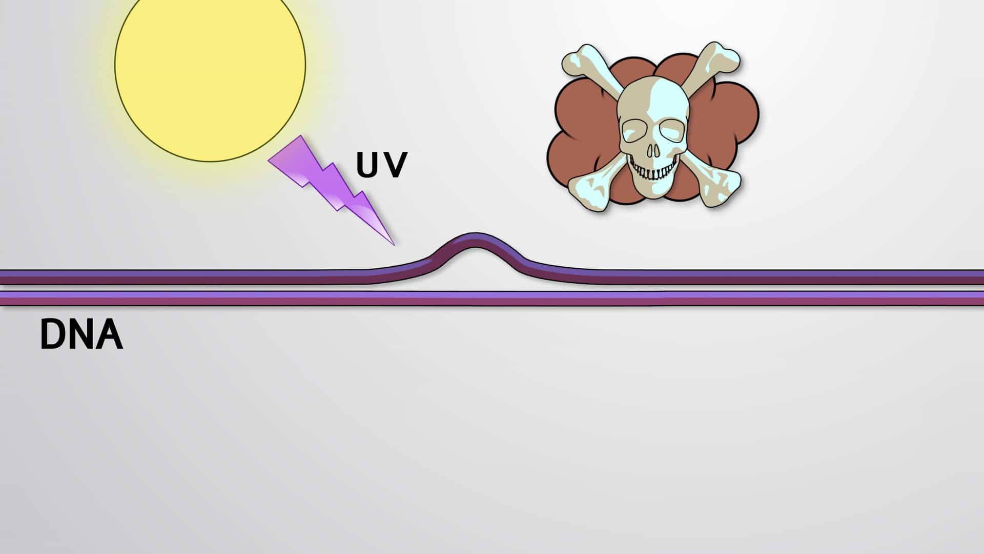 DNA Damage and Nucleotide Excision Repair