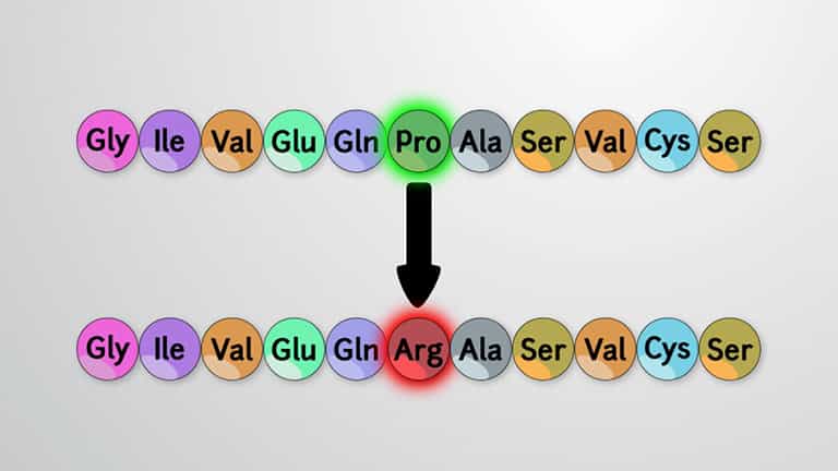 Point Mutations and Frameshift Mutations