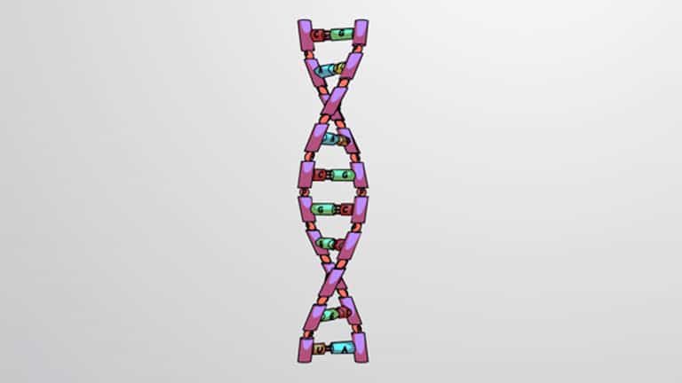 Gene Expression: Transcription, Splicing and Translation