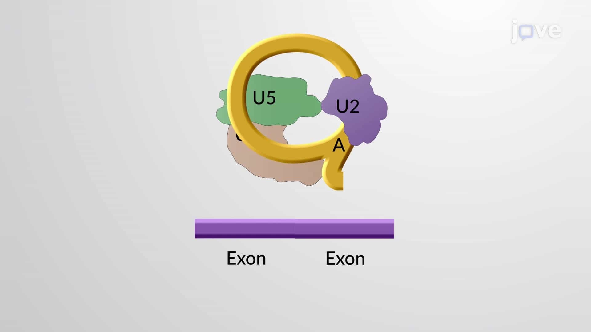 RNA Splicing, Lariat and the Spliceososme