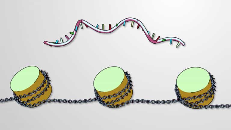Epigenetic Regulation: DNA Methylation and Histone Modification