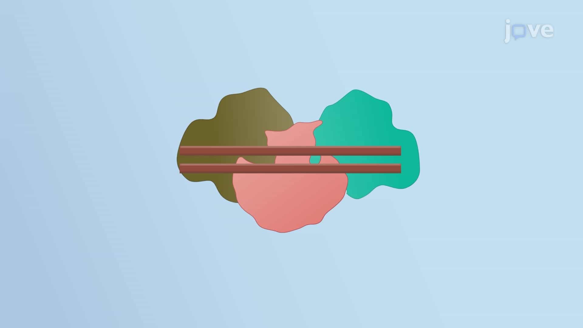 RNA Interference: siRNA, shRNA and Argonaute Protein