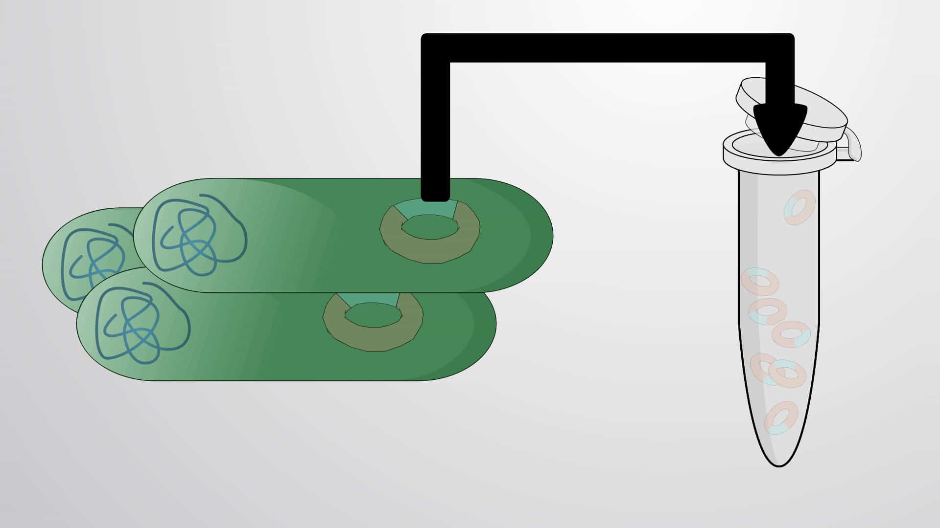 Recombinant DNA and Plasmids
