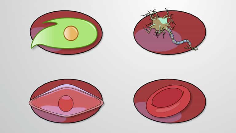 De-differentiation and Induced Pluripotent Stem Cells