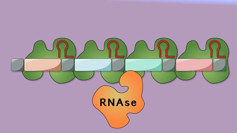 Gene Editing Using CRISPR-Cas9 System