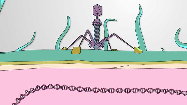 Lytic Cycle of Bacteriophages