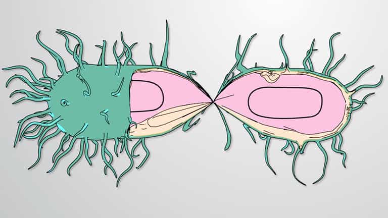 Prophage and Lysogenic Cycle of Bacteriophages