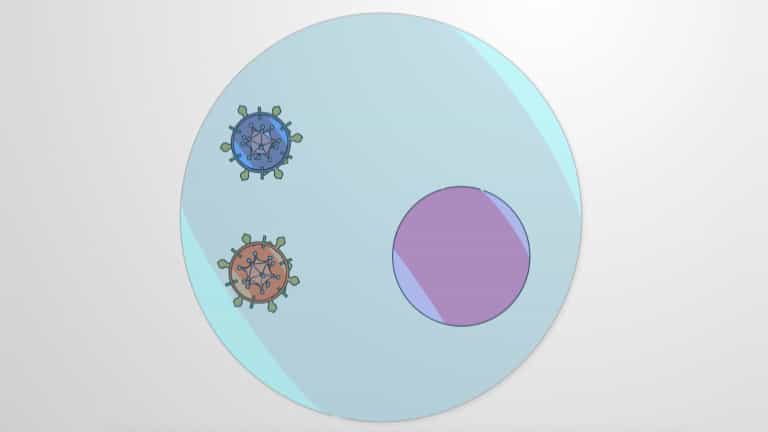 Viral Recombination, Reassortment and Emergence of New Viruses