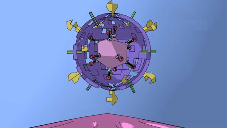 Viral Mutations and HIV