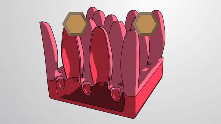 Carbohydrate Digestion and Amylases
