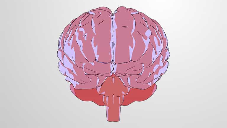 Nervous System: Central and Peripheral Nervous System