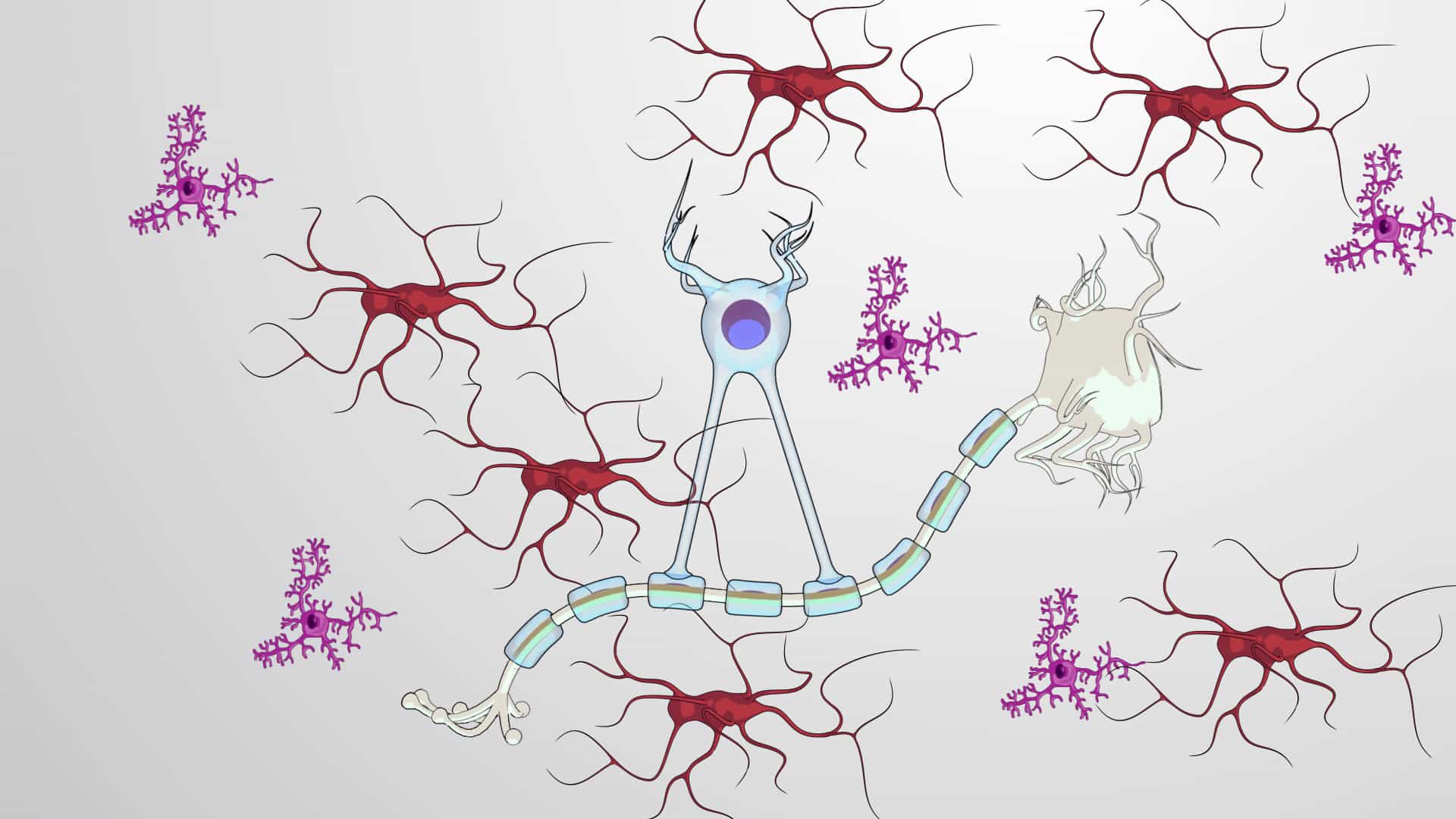 Glial Cells: Astrocytes, Oligodendrocytes and Microglia
