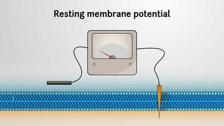 The Resting Membrane Potential and Selective Permeability