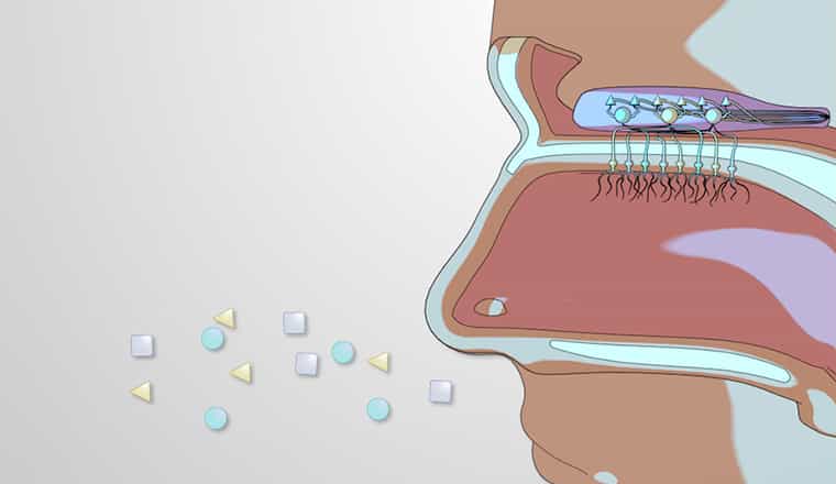 Olfaction: Nasal Cavity and Perception of Smell