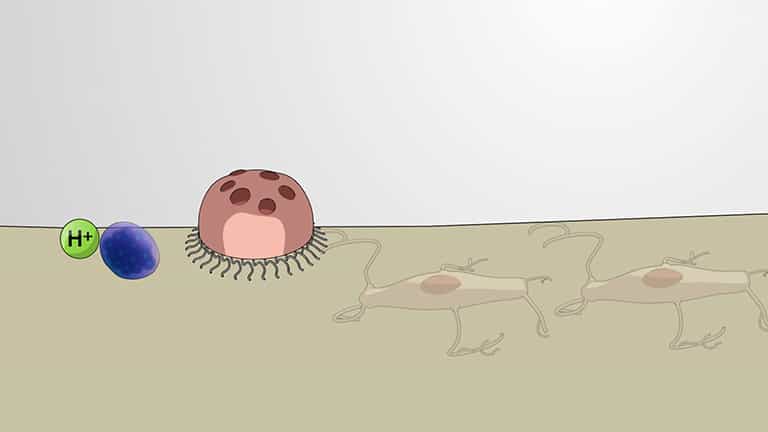Ossification and Bone Remodelling