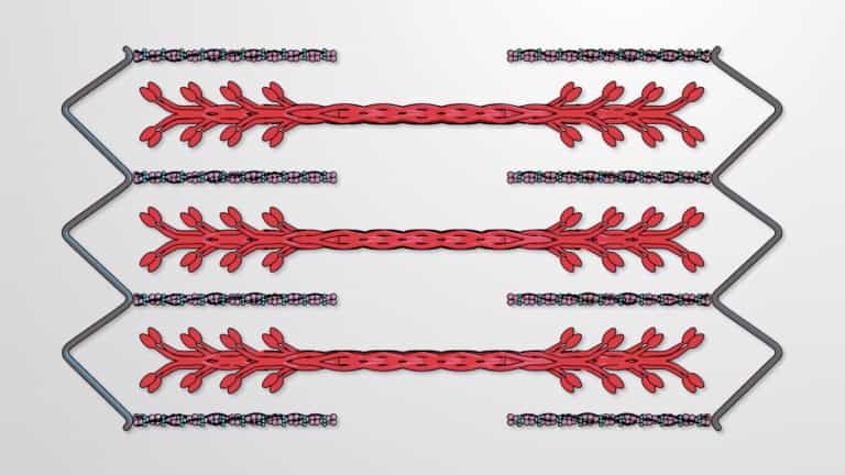 Cross-bridge Cycle During Muscle Contraction