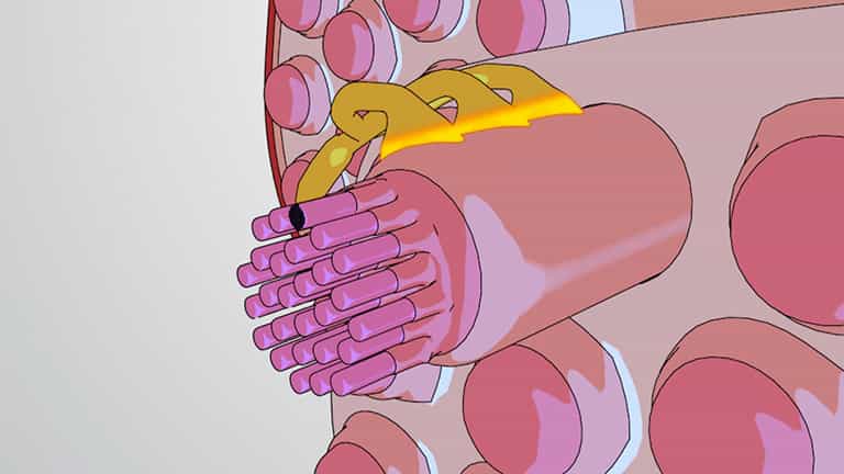 Motor Units and Neuromuscular Junctions