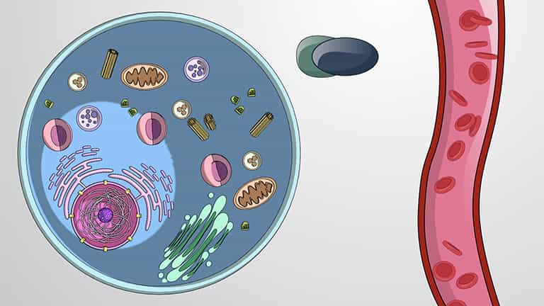 Intracellular Hormone Receptors in Regulation of Gene Transcription