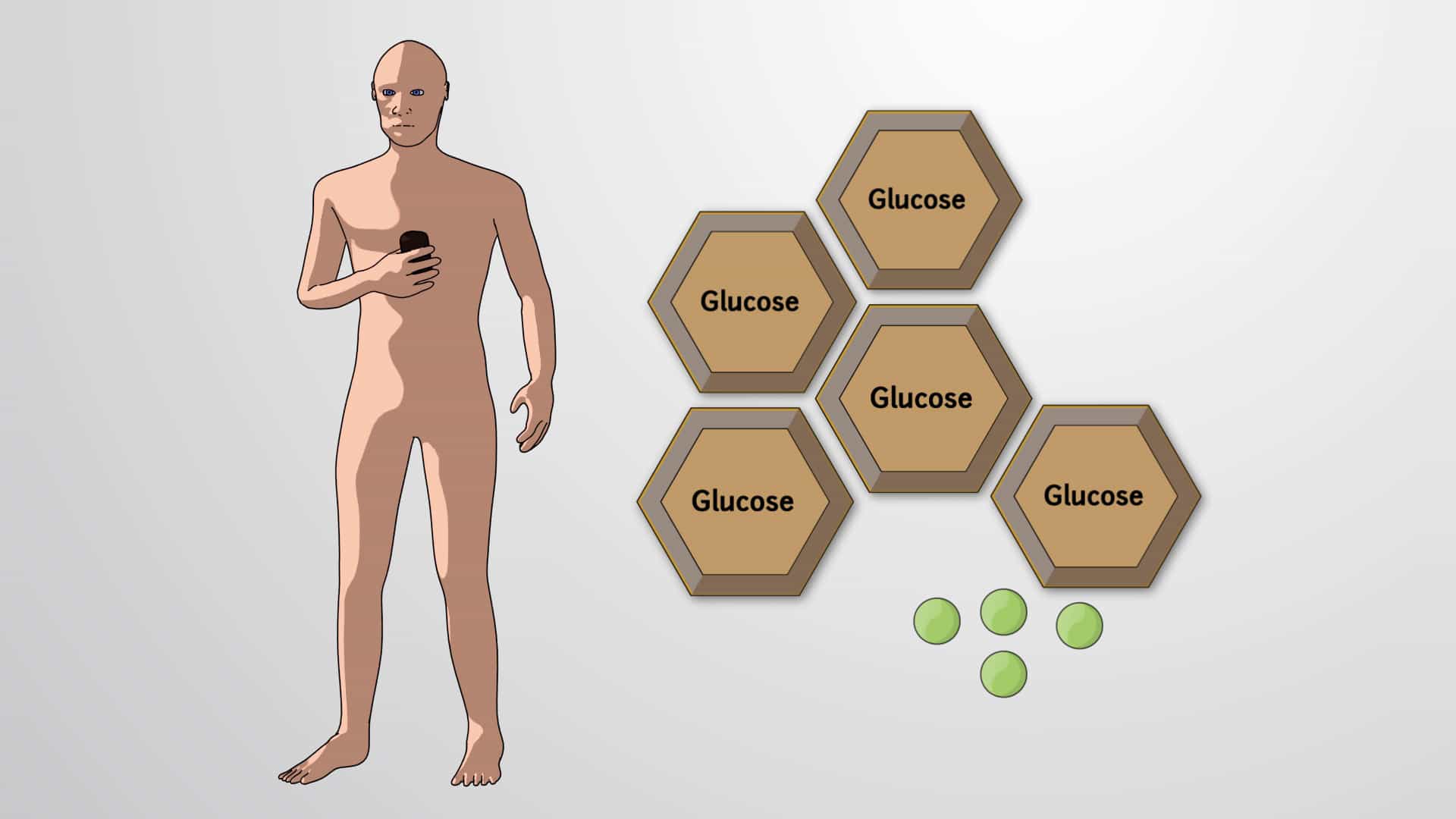 Hormone Production and Feedback Loops