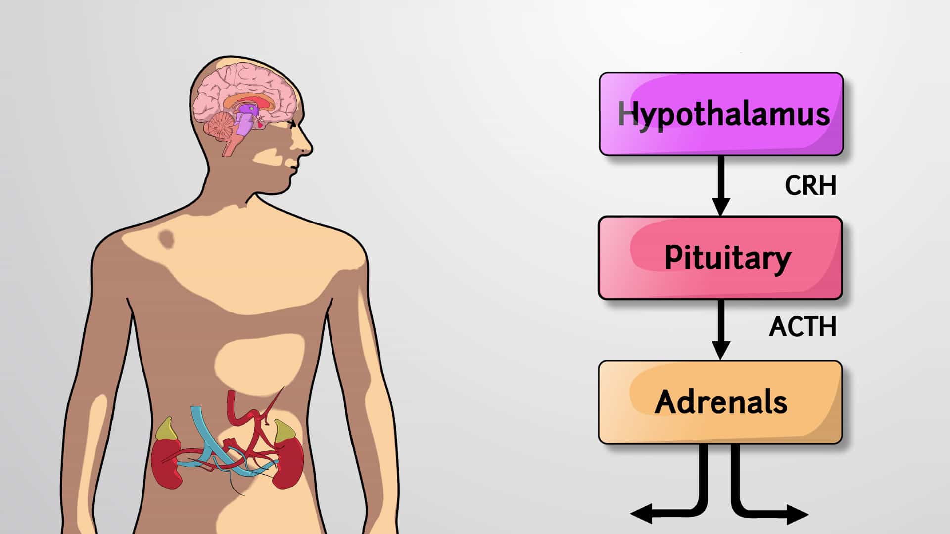 Stress Response and Hypothalamic-Pituitary Axis