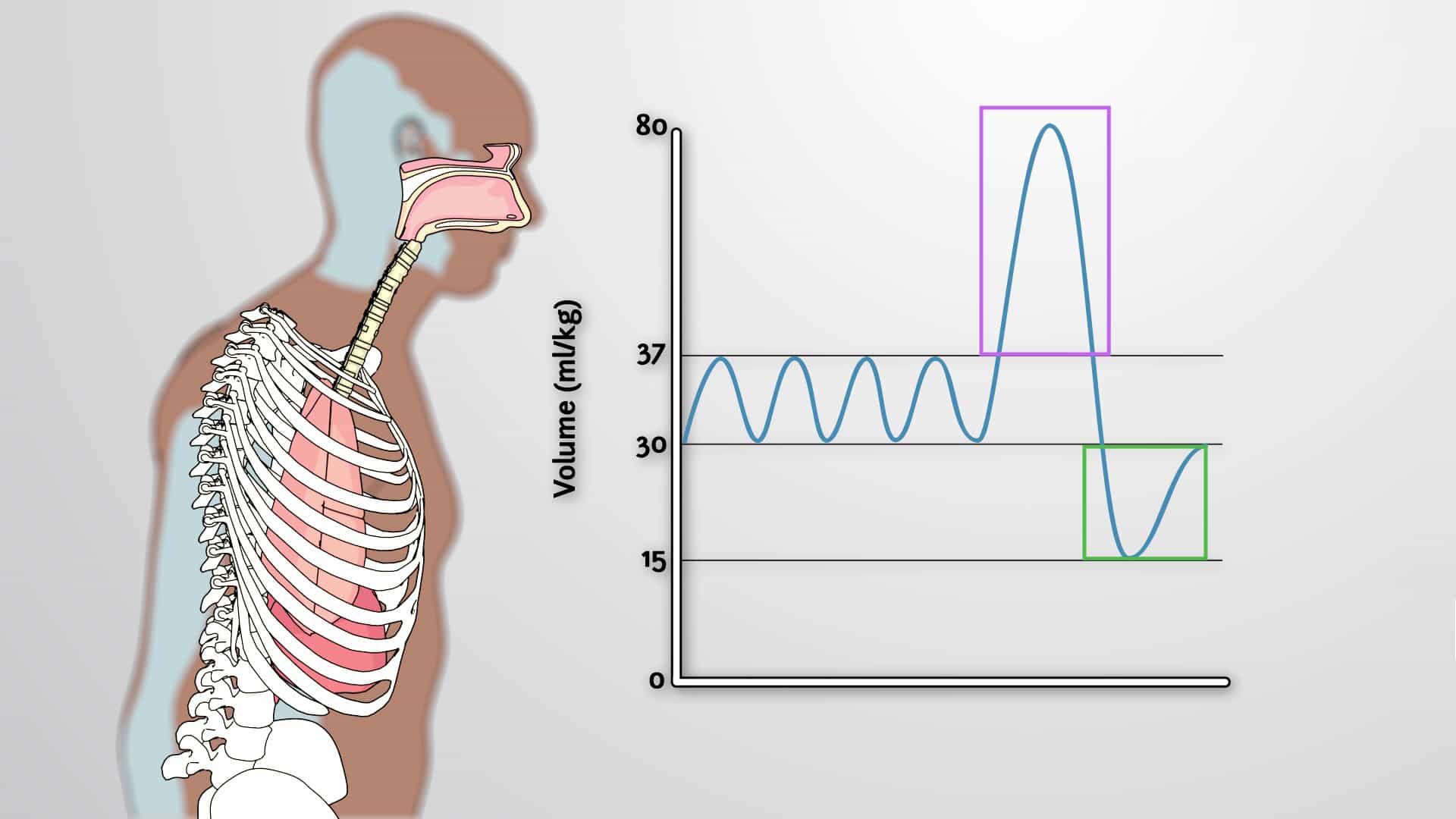 Lung Capacity and Tidal Volume