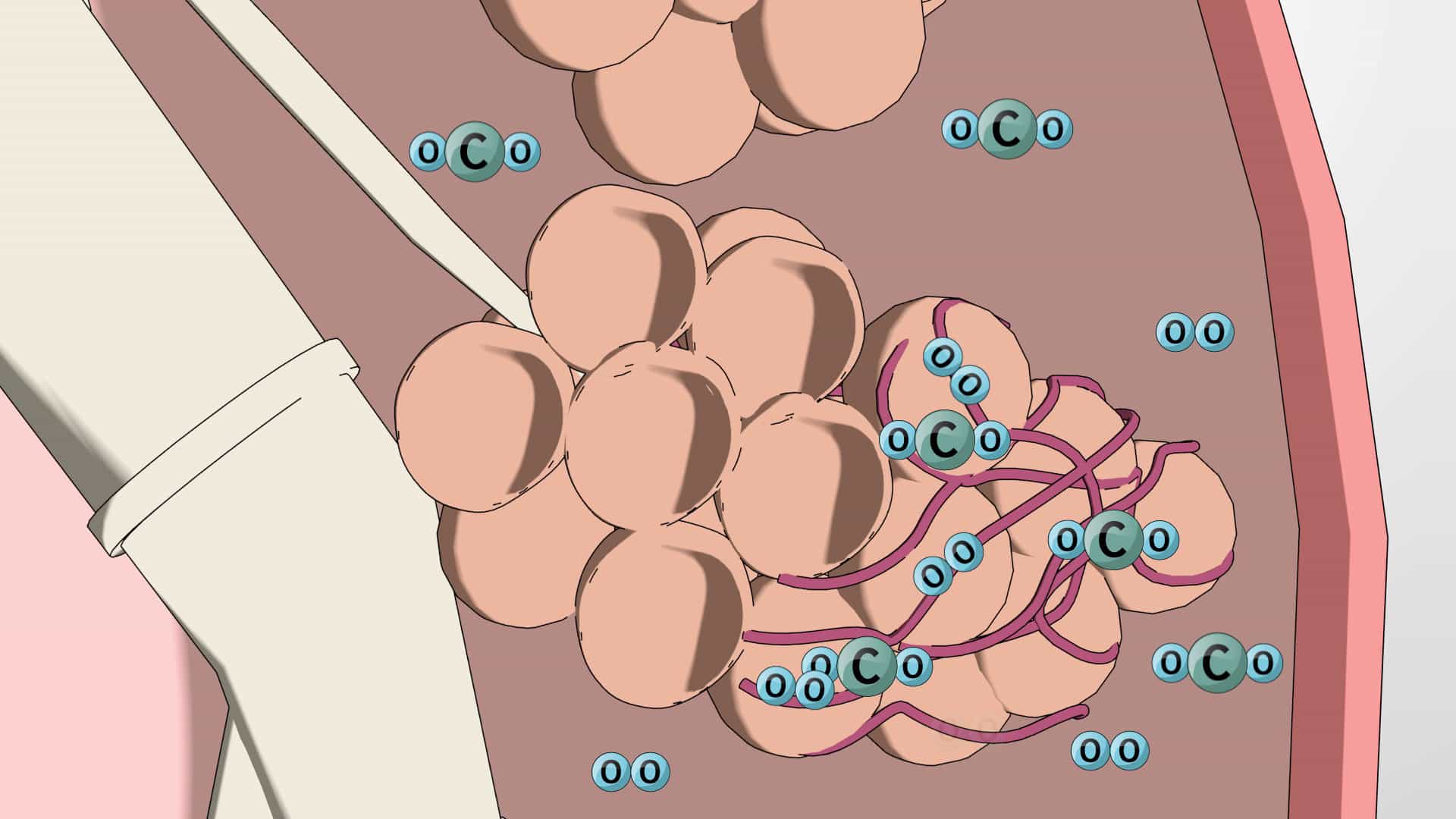 Partial Pressure and Gas Exchange in Human Body