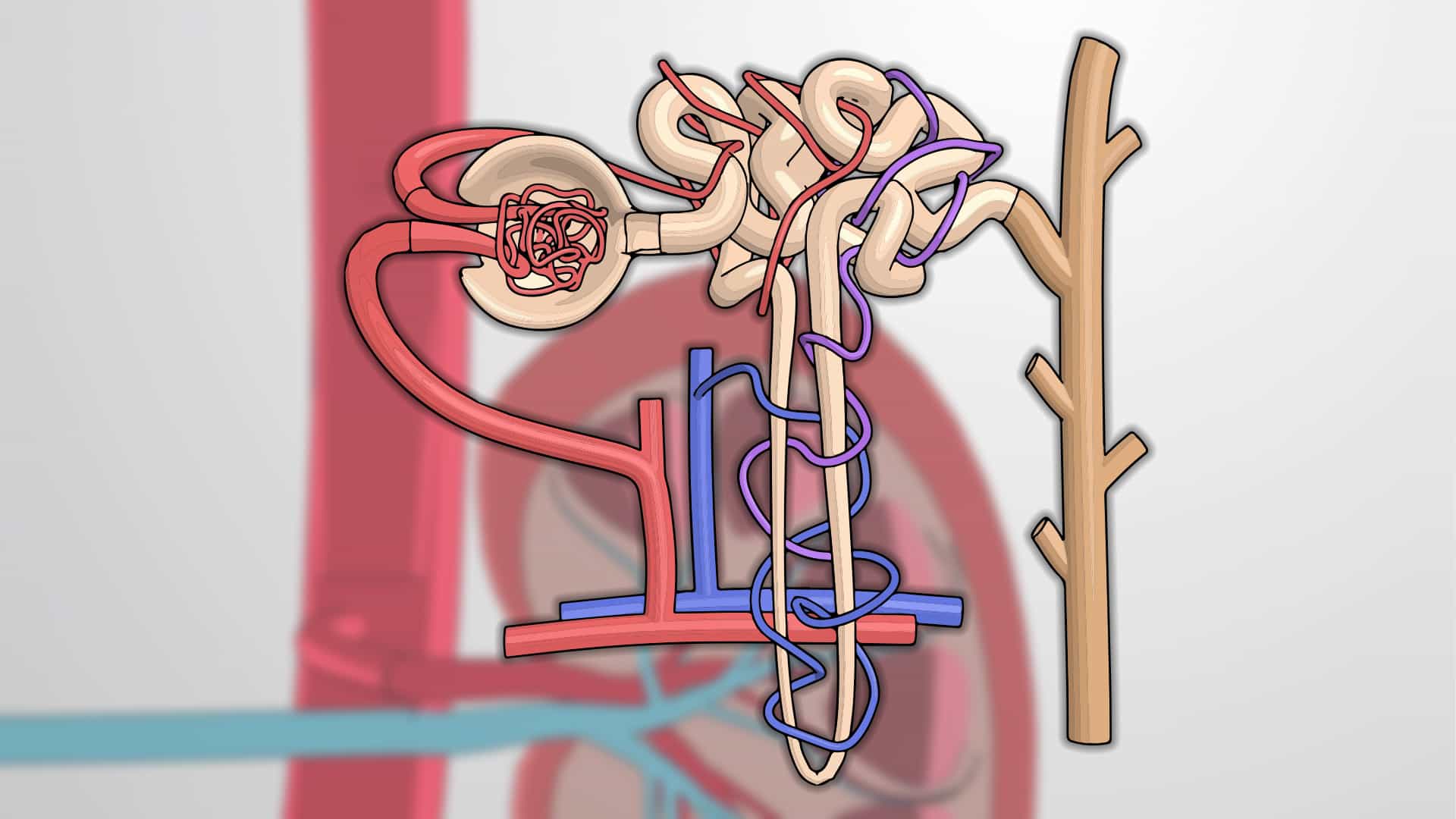 Blood Filtration in the Nephrons