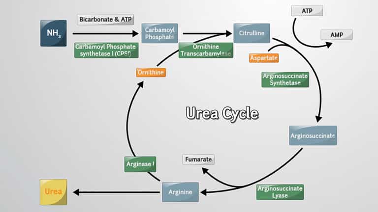 Urea Cycle and Removal of Bodily Nitrogenous Wastes