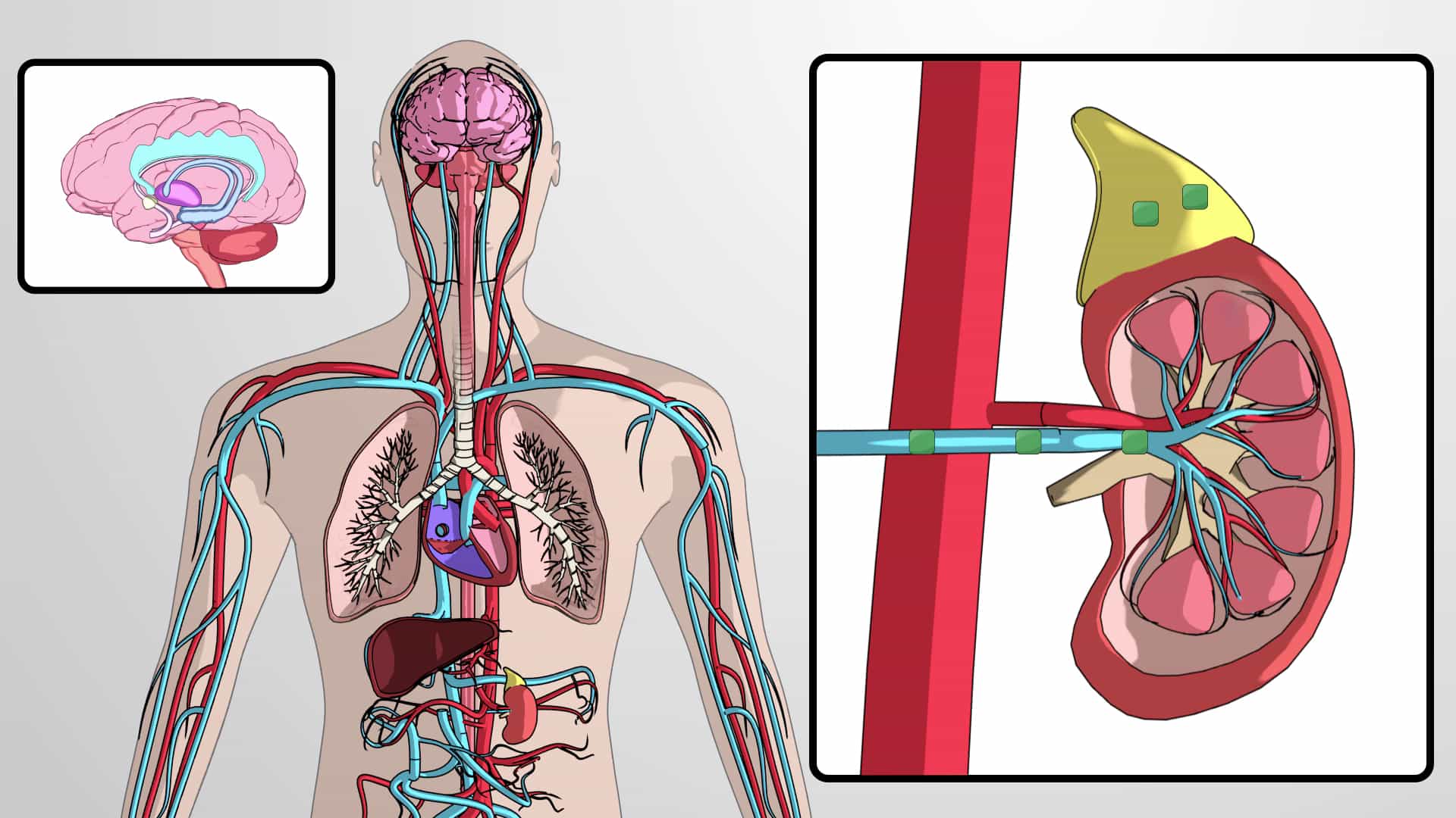 Angiotensin and Hormonal Regulation of Excretion