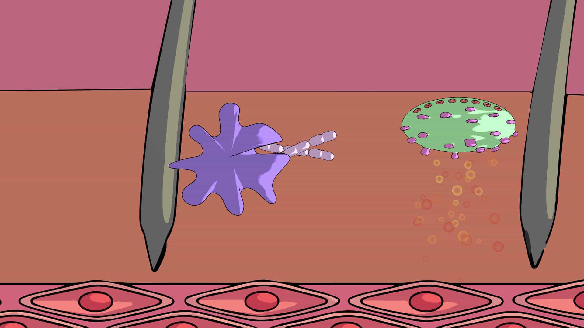 Immune System: Innate and Adaptive Immunity