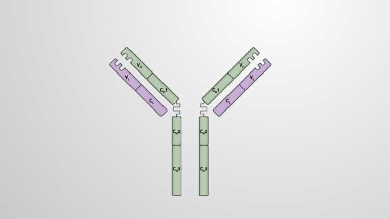 Antibodies: Structure and Classifications