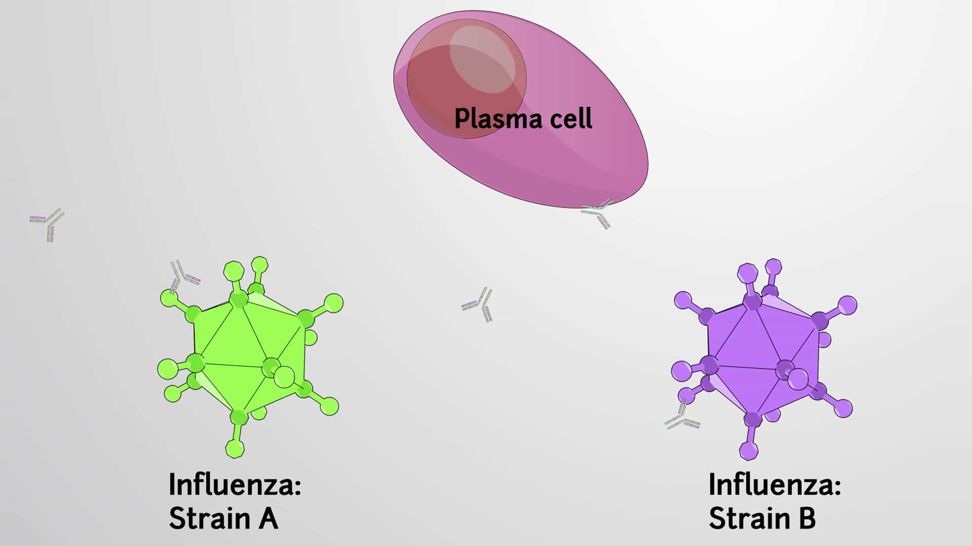 Epitopes and Immune Cross-Reactivity