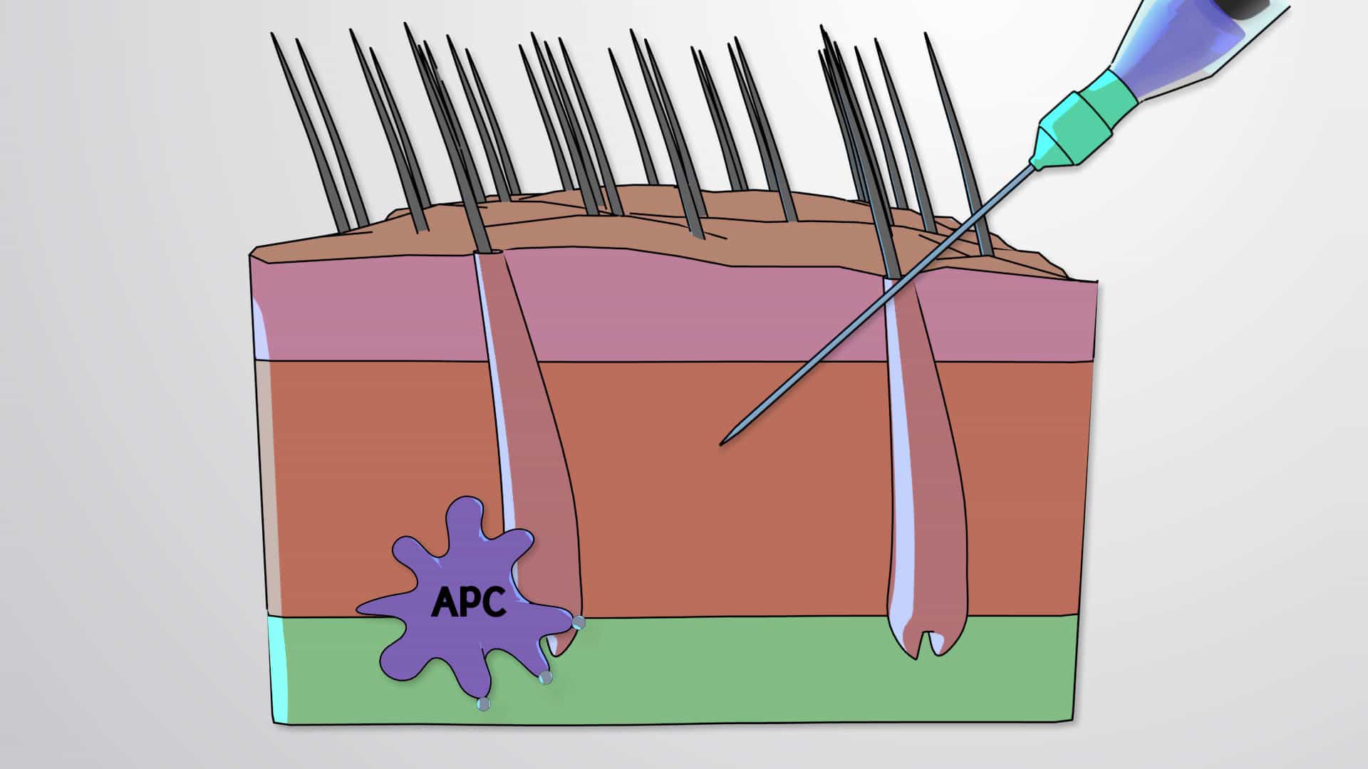 Vaccines, APCs and Memory Cells
