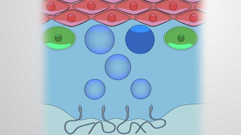 Spermatogenesis and Capacitation