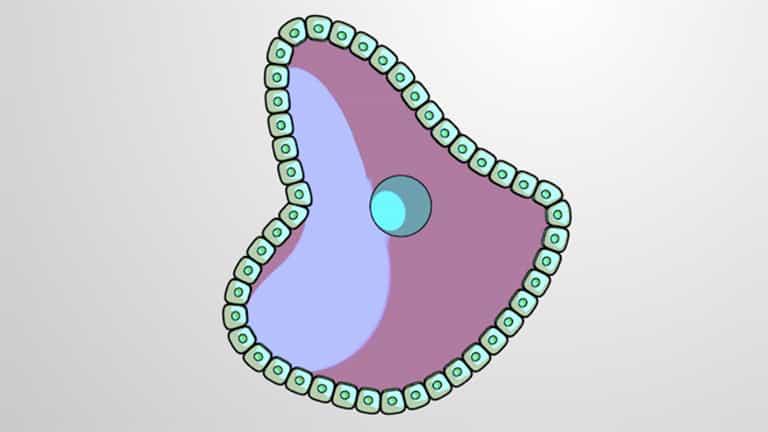 Oogenesis, Ovulation and Fertilization