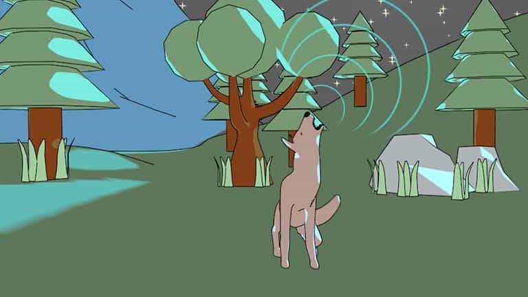 Behavioral Adaptations: Communication Between Animals